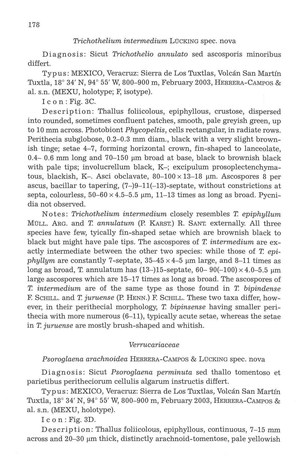 178 Trichothelium intermedium LUCKING spec, nova Diagnosis: Sicut Trichothelio annulato sed ascosporis minoribus differt. Tuxtla, 18 34' N, 94 55' W, 800-900 m, February 2003, HERRERA-CAMPOS & al. s.n. (MEXU, holotype; F, isotype).