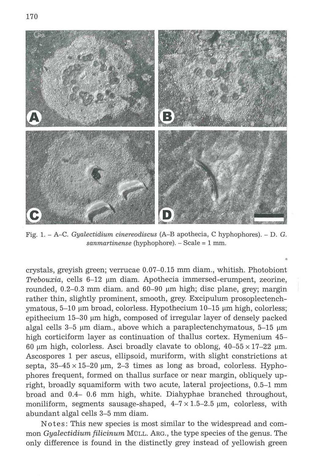 Verlag 170 Ferdinand Berger & Söhne Ges.m.b.H., Horn, Austria, download unter www.biologiezentrum.at Fig. 1. - A-C. Gyalectidium cinereodiscus (A-B apothecia, C hyphophores). - D. G. sanmartinense (hyphophore).