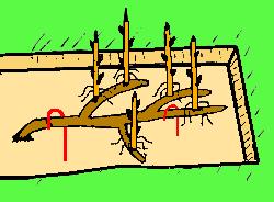 54 2. Trench Layering - used on a. Procedure: plant the seedling tree or shrub at b. At beginning of the second growing season, c.