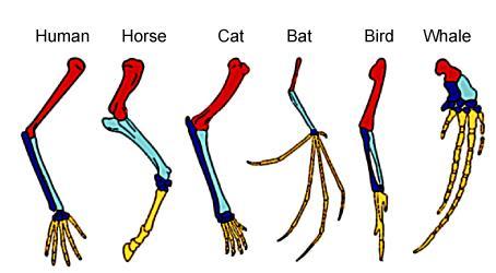 14. The diagram shows the bones of a front limb for six different organisms, each a unique species. The colors show homologous bones.