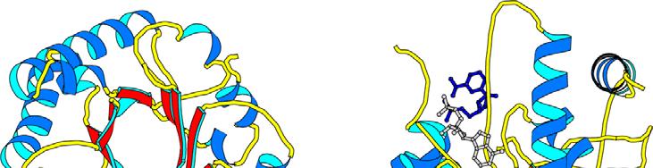 Protein Structure Determination How are these structures determined? Why Bother With Structure? The amino acid sequence of a protein contains interesting information.