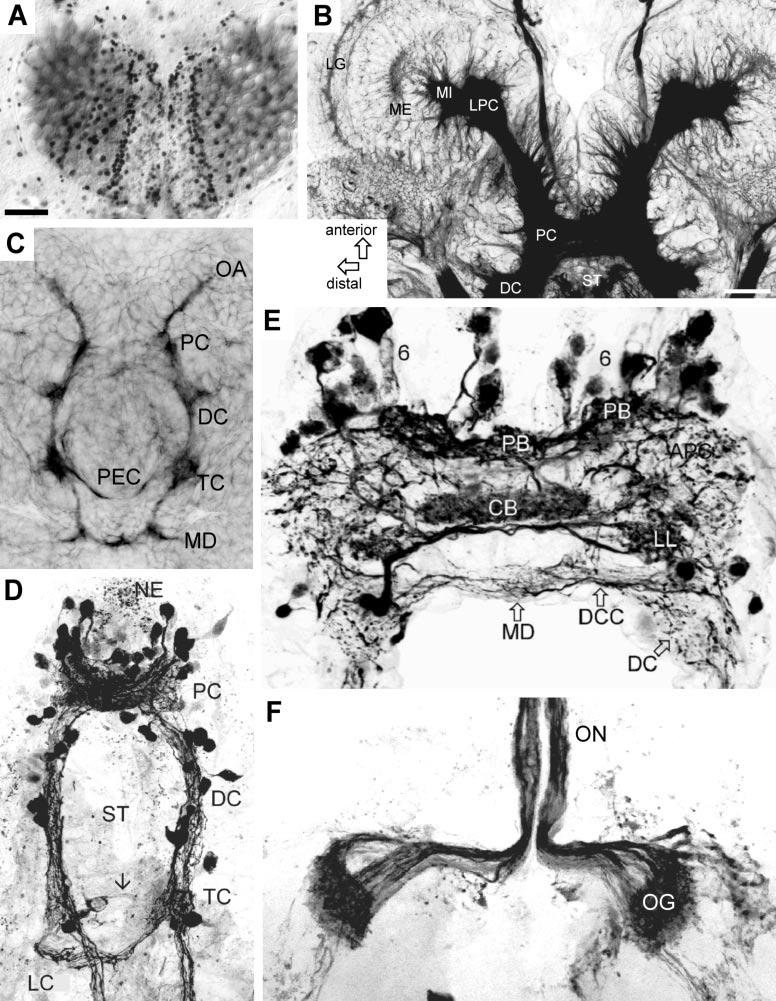 Neurophylogeny 167 Fig. 3 (A) proliferating zone at the margin of the developing eyes in the metanauplius of the dinosaur shrimp Triops cancriformis (Branchiopoda).