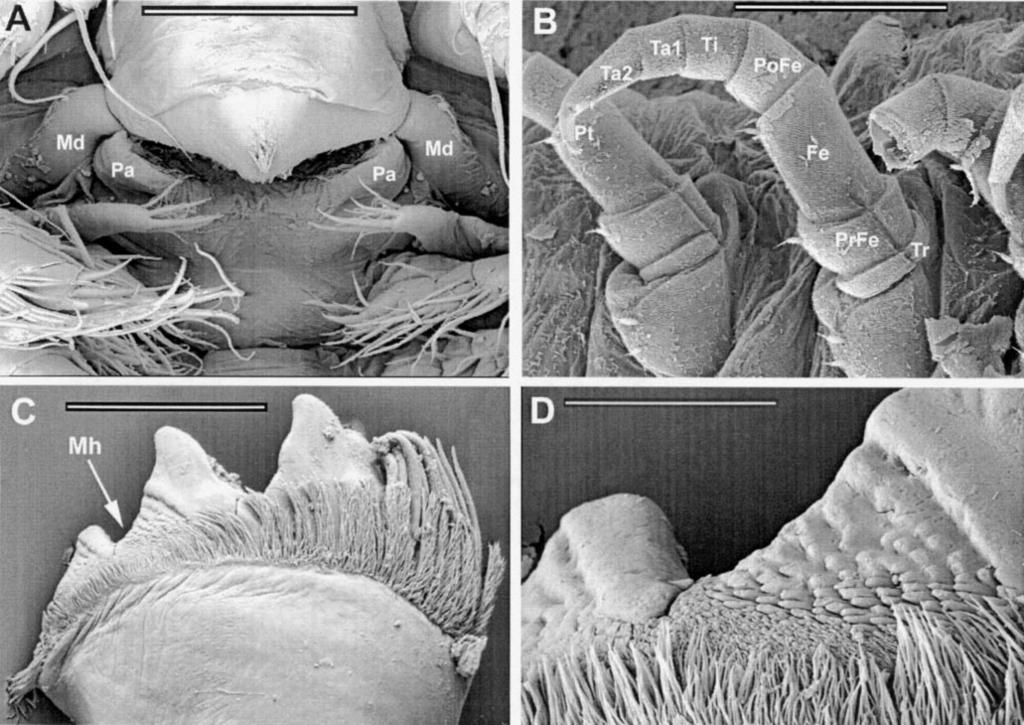 168 Edgecombe et al. FIG. 3. (A) Hutchinsoniella maracantha (Cephalocarida), Buzzard s Bay, Massachusetts. Ventral view of head, showing paragnaths (Pa), mandibles (Md), and labrum.