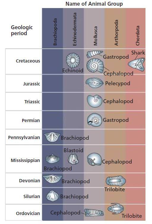The top section has a series of fossils, some of the fossils span a large time frame.