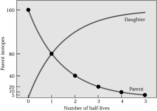 What happens to the Parent/Daughter ratio after many half-lives? A. It becomes very large B.