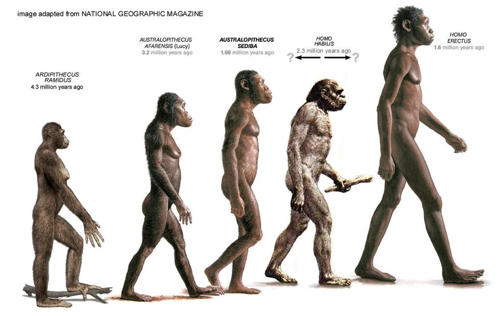 2. Early hominins Pre-Australopiths (6-4.4 mya) Australopiths (4.2-1.2 mya) Early Homo (2-1.