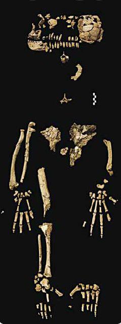 2. Early hominins Pre-Australopiths (6-4.