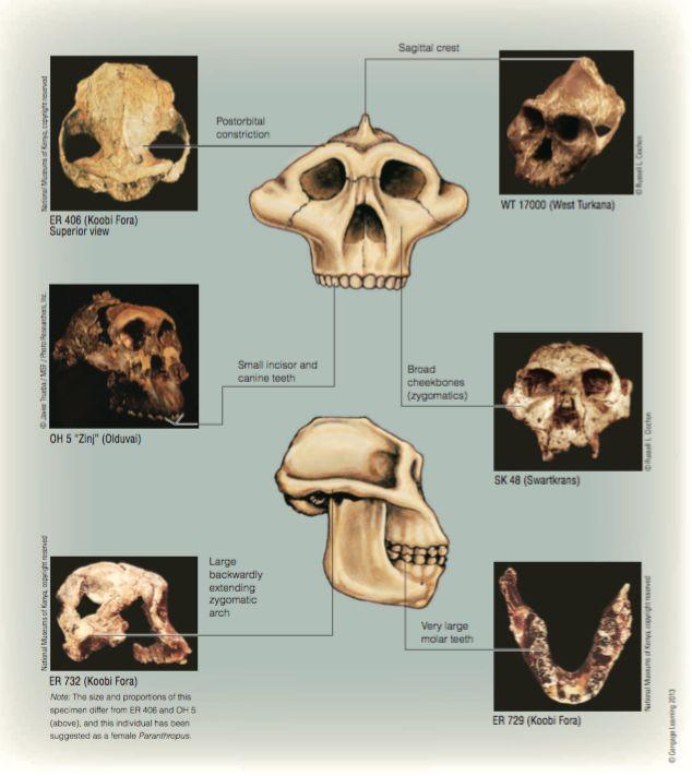 2. Early hominins Australopiths (4.2-1.2 mya) Robust australopiths 2.