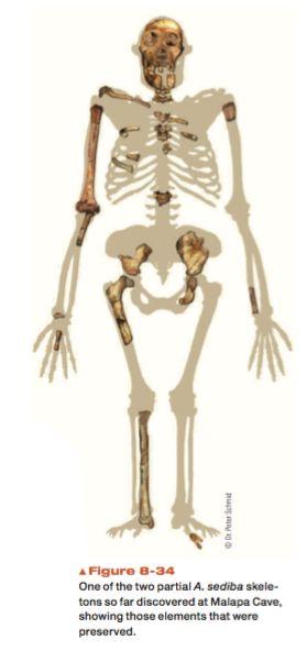 2. Early hominins Australopiths (4.2-1.2 mya) Australopithecus sediba 1.