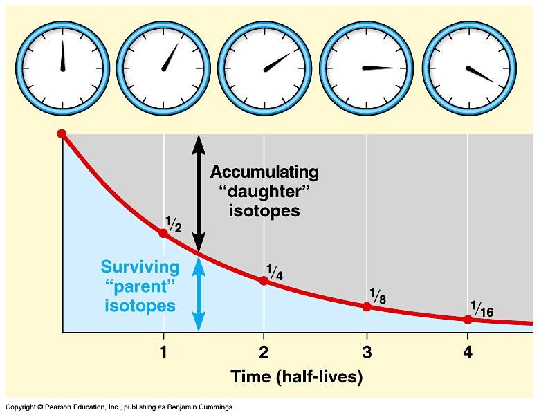 Radioactive dating is the use of half-lives to determine the age of a sample.