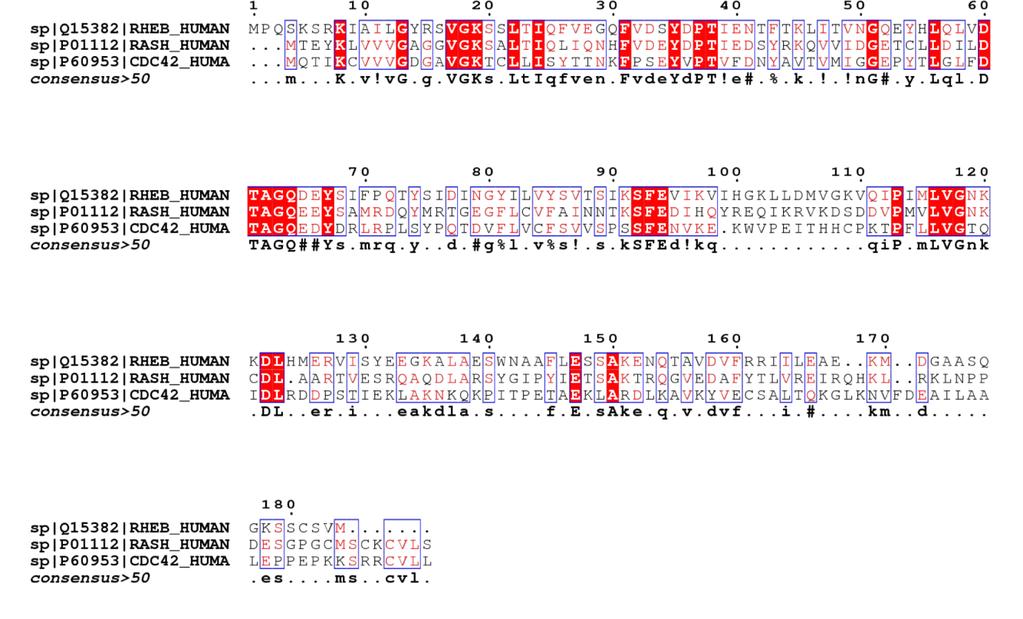 Figure 1: Picture of the alignment of the amino acid sequences of human Rheb, Ras (p21ras), and Cdc42.