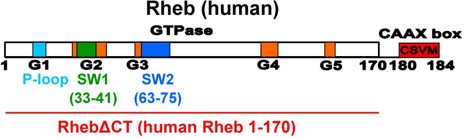Rheb encodes a 184 a.a. small GTPase protein that possesses five G-box motifs G1-G5 (Figure 1.3) conserved amongst small GTPases.