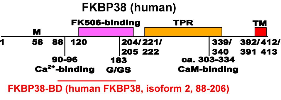 Figure 1.7: Human FKBP38 exists in two isoforms and has different functional regions (TPR tetratricopeptide repeat domain, TM transmembrane domain).