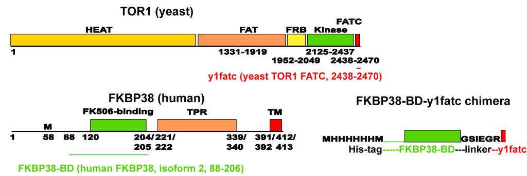 Figure 4.17: Domain organization of yeast TOR1 and human FKBP38 and built-up of the used FKBP38-BD-y1fatc fusion protein that contains an N-terminal His tag and factor Xa cleavage site (IEGR).