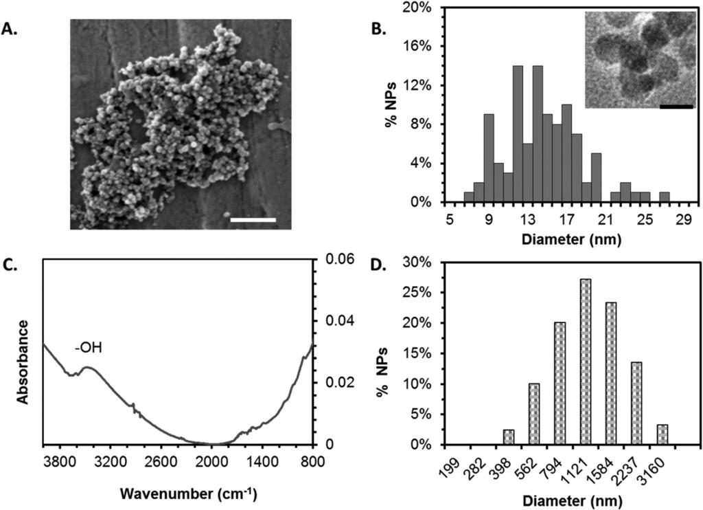 Fig. 1 Chemical and physical characterization of iron oxide nanoparticles. (A) SEM image of iron oxide nanoparticles dispersed in water. Scale bar = 100 nm.