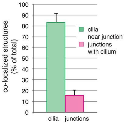 Basolateral cilia 103 Fig. 7. Quantification of the colocalization of cilia and spot-like AJs. Bl-cilia and spot-like AJs basally to the apical AJ belt in the VZ of E13.