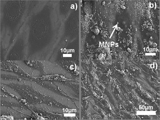 Figure 2: TEM images show monodispersed and aggregated clusters of 6-12 nm diameter iron oxide nanoparticles (a).