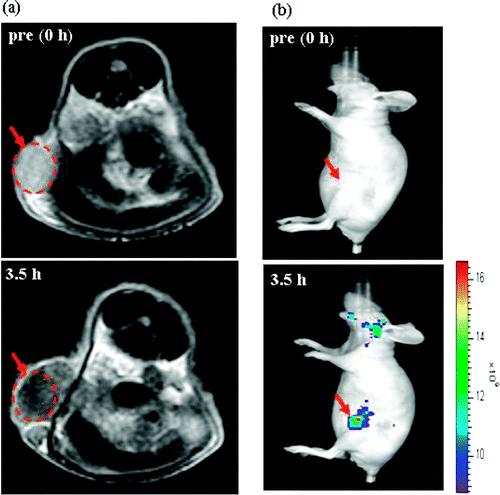 Fe 2 O 3 maghemite NPs exhibited higher efficiency in labeling rat and human bone marrow mesenchymal stem cells than pristine Fe 2 O 3 NPs and even Dex-modified NPs (Endorem, a commercial MRI