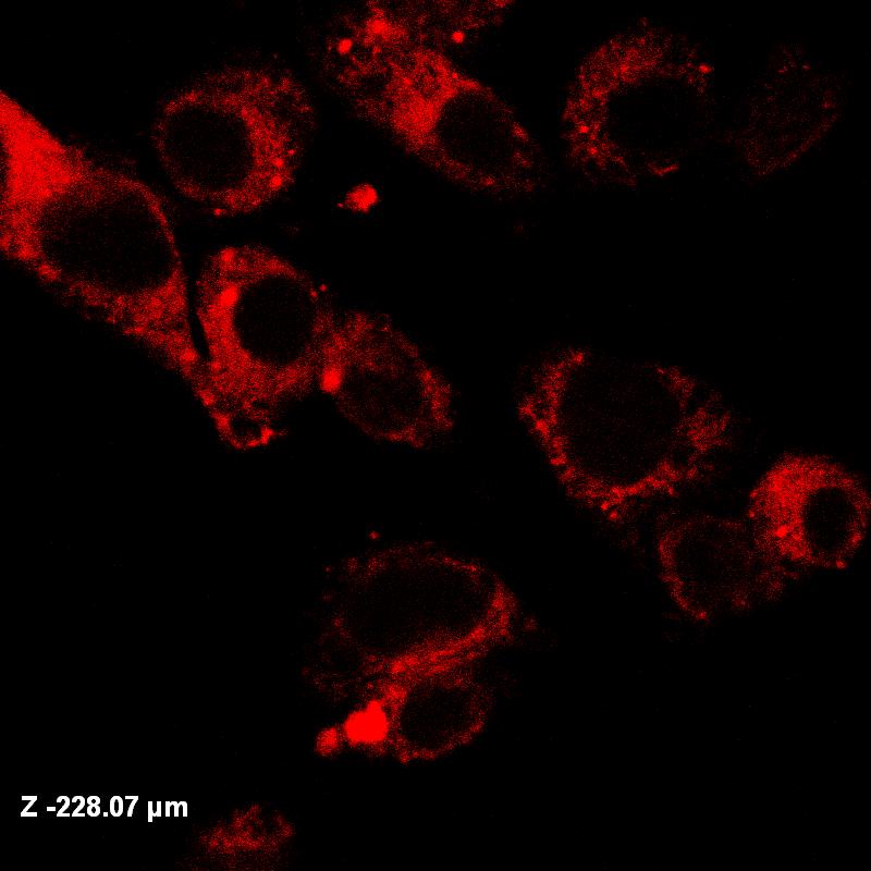 c d e f Figure S11. Fluorescence confocl microgrphs of SGC-791 cells incuted with the rhodmine B-loded drug delivery system.