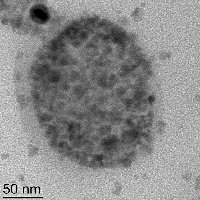 (a) (b) Figure 3.20 (a) TEM image of a multifunctional nanoparticle loaded with both SPION and QDs.