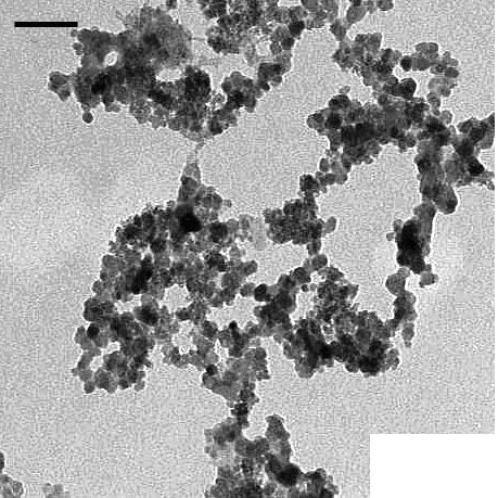 a b Figure 2.5 TEM images for superparamagnetic iron oxide nanoparticles (SPIONs) obtained with 2 hrs reflux (a) and 4 hrs reflux (b) in a 0.002 M iron precursor solution (scale bar: 50 nm) 2.3.