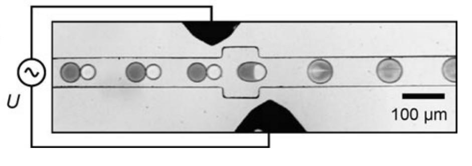 In a droplet-based microfluidic system, chemical reactions are frequently initiated by merging droplets containing appropriate reagents.