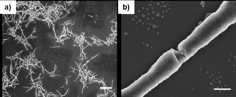Results and Discussion Figure 60. SEM micrographs of calcinated strongly fused PS-Mag-H nanofibers. Overview picture (a) and close-up view (b). Scale bar 100 nm (b); 5 µm (a).