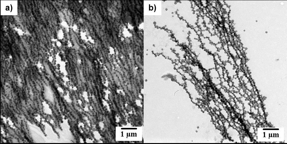 Results and Discussion By letting a Janus nanoparticle dispersion dry on a TEM grid in the presence of an external magnetic field, the Janus particles align linearly and the formation of magnetic and