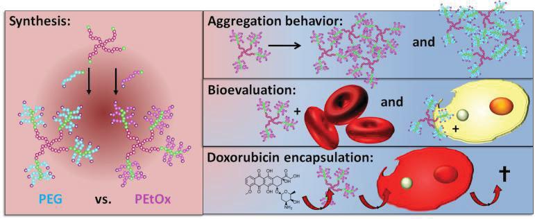 Publication P3: Star-shaped drug carriers for doxorubicin with POEGMA and POEtOxMA brush-like shells: A structural, physical and biological comparison K. Knop, D.
