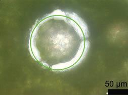 Dark glands from petals (Figure 3b) and dark and translucent glands from leaves (Figure 3a,d) were successfully separated by LMD. As a control, green parenchyma tissue from the leaves of H.