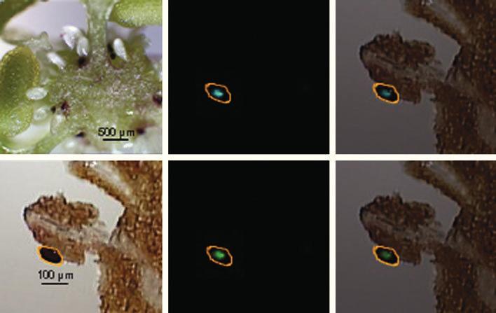 Matrix-free UV-LDI mass spectrometric imaging at the single-cell level 913 (a) (c) (e) (b) (d) (f) Figure 6. LDI-MSI detection of hypericins in appendices of the placenta of H. perforatum.