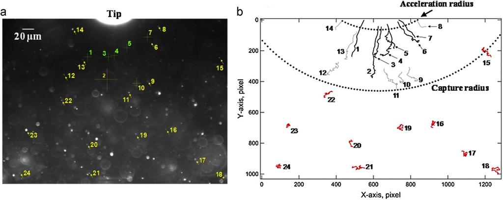 Magnetic-plasmonic nanoparticles 109 Figure 10 (a) Darkfield optical micrograph showing the initial positions of multiple particles relative to the mu-metal tip.