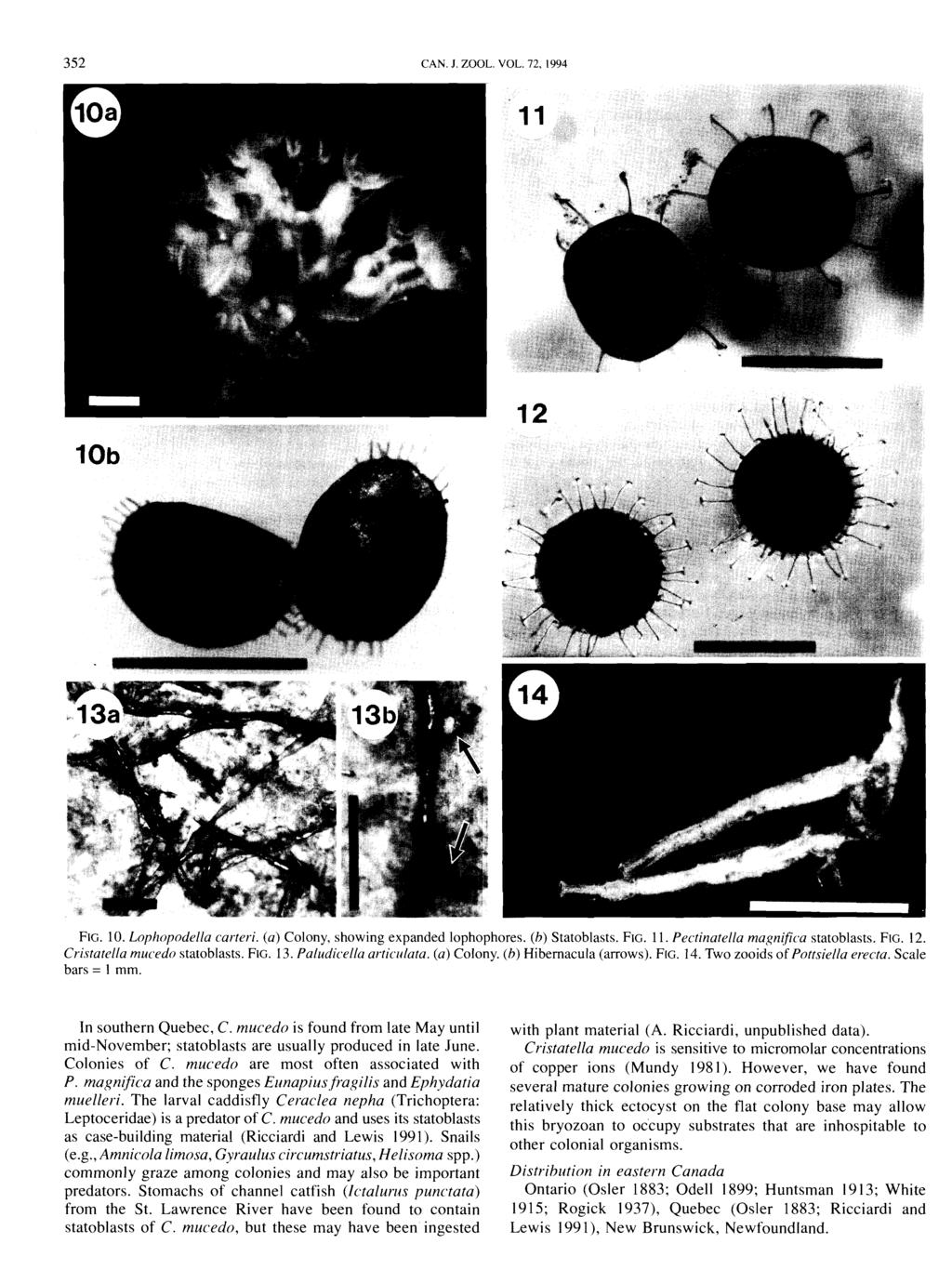 352 CAN. J. ZOOL. VOL. 72, 1994 FIG. 10. Lophopodella carter.;. (a) Colony, showing expanded lophophores. (h) S tatoblasts. FIG. 11. Pectinatella ma~nifica statoblasts. FIG. 12.