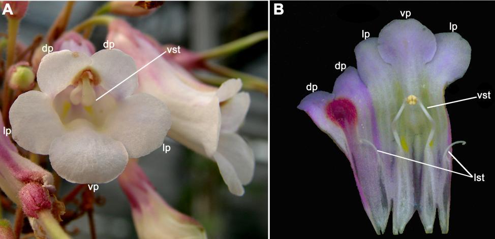 Supplemental Figure 1. Mature flowers of P. heterotricha. (A) An inflorescence of P.