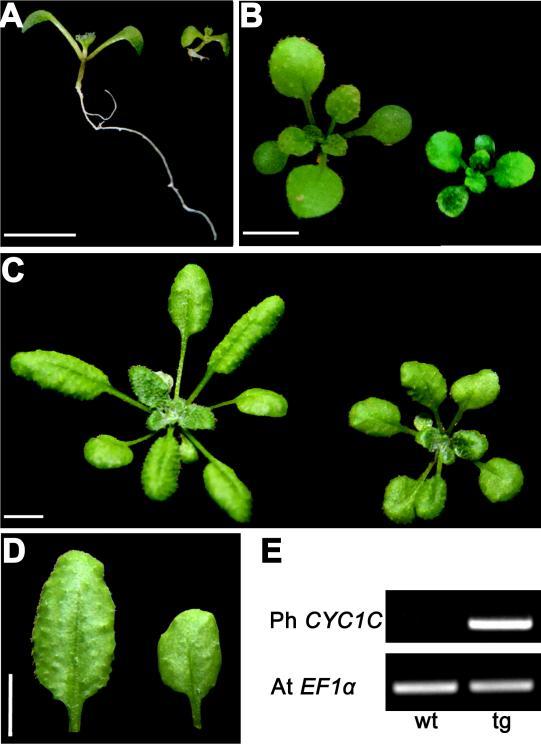 Supplemental Figure 2. Overexpression of P. heterotricha CYC1C represses the vegetative growth of Arabidopsis T2 plants.