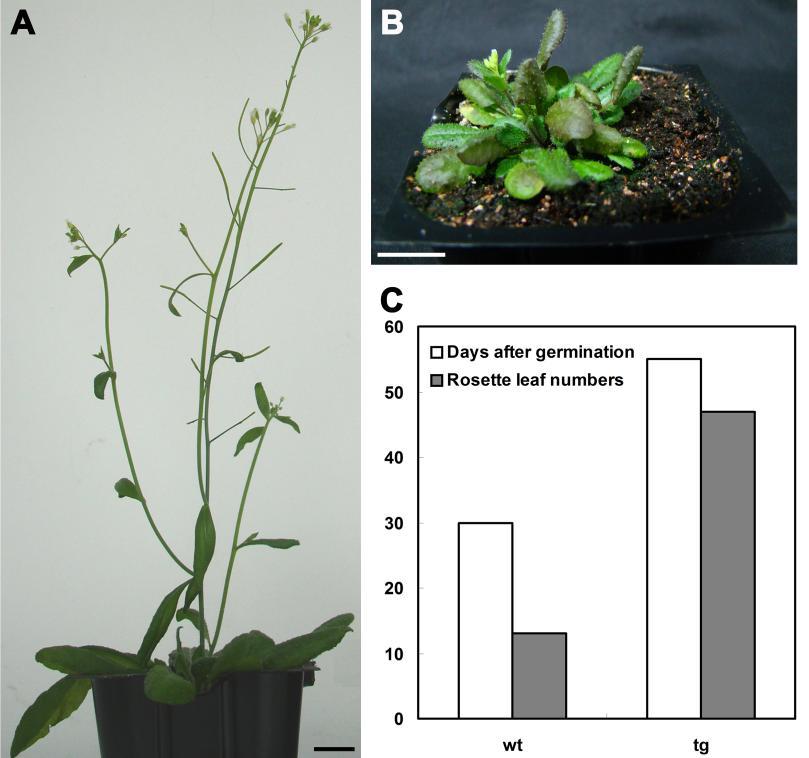 Supplemental Figure 3. P. heterotricha CYC1C constitutive expression delays the flowering time of Arabidopsis T2 plants. (A) One wild-type plant photographed 35 days after germination.