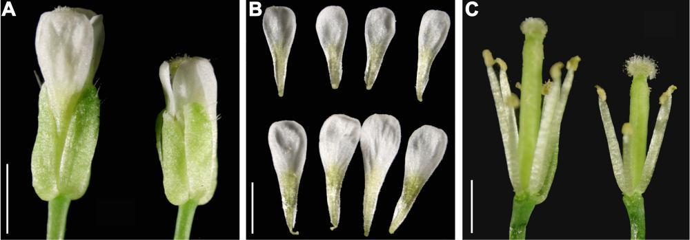 Supplemental Figure 5. Arabidopsis plants overexpressing P. heterotricha CYC1C produce smaller flowers than wide-type Arabidopsis.