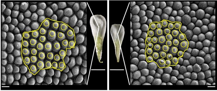 Supplemental Figure 6. P. heterotricha CYC1C overexpression reduces Arabidopsis petal areas mainly by reducing petal cell sizes.