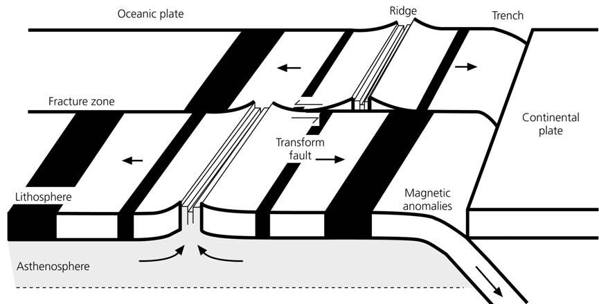 PLATE TECTONICS RESULTS FROM THERMAL EVOLUTION OF OCEANIC LITHOSPHERE Warm mantle material upwells at spreading centers and then cools Because rock strength decreases with temperature, cooling