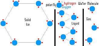 from the environment and is Hydrogen bonds linking molecules known as latent heat o This is why you cool down when you sweat Water uses the energy from the environment
