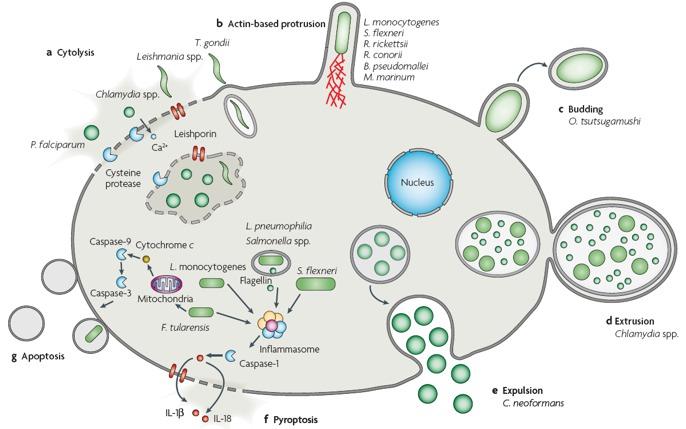 Cell death as microbial exit strategy