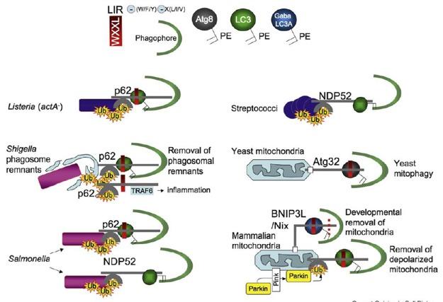 Adapters targeting bacteria and mitochondria for autophagic degradation Yoshikawa (2009) Nat. Cell Biol. Thurston et al. (2009) Nat. Immunol.