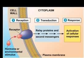 Second messenger produced kinase 1 kinase 2 Light Light Ca 2+ channel opened Ca 2+ Ca 2+ Cell