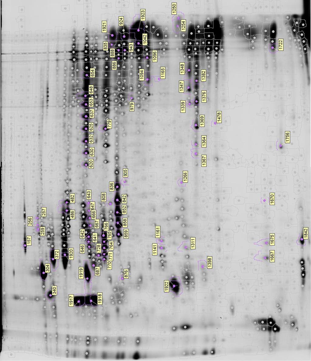 MW (kda) 110 90 75 60 50 40 35 30 15 ph 4 5 7 8 8.5 Figure 3-3. Protein spots selected using DeCyder BVA software.