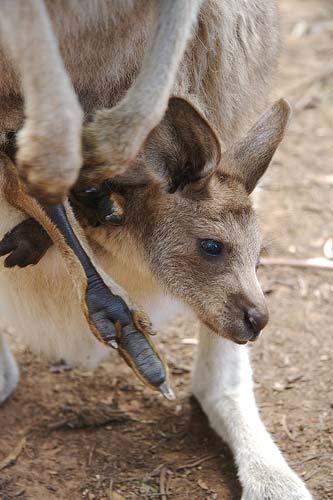 kangaroo, opossum