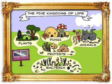Five Kingdom