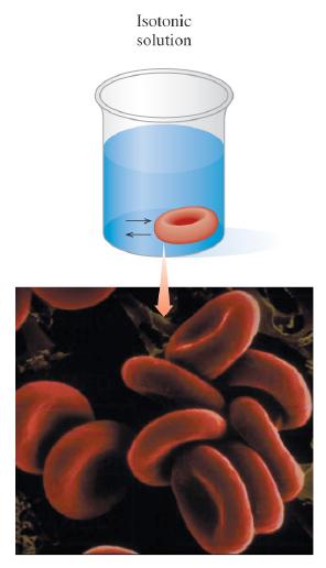Volume of a cylinder; V = πr 2 h How large, in cubic centimeters, is the volume of a red blood cell if the cell has a cylindrical shape with a diameter of 6.0 x 10 6 m 