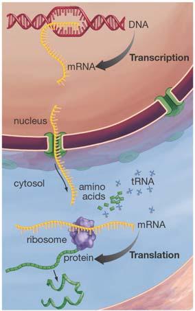 Central Dogma of Molecular Biology DNA RNA protein