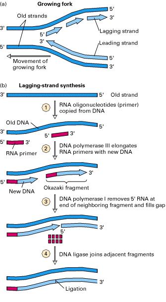 (RNA pol DNA dep) Figure 12 9.