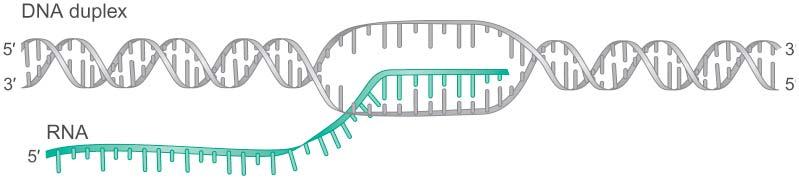 DNA RNA protein transcription translation